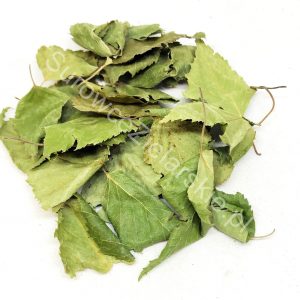 Brzoza brodawkowata (liść)