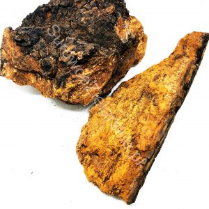 Błyskoporek podkorowy (czaga)