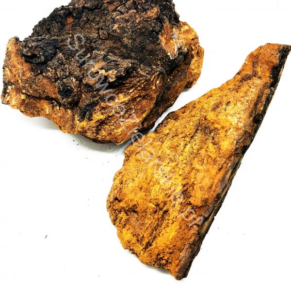 Błyskoporek podkorowy (czaga)